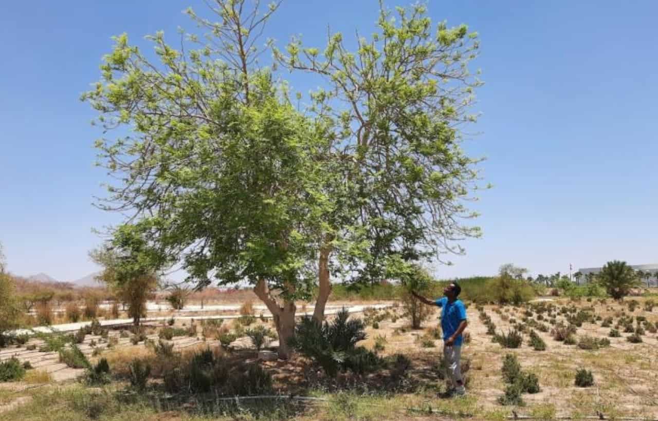 حديقة السلام حديقة النباتات الدولية