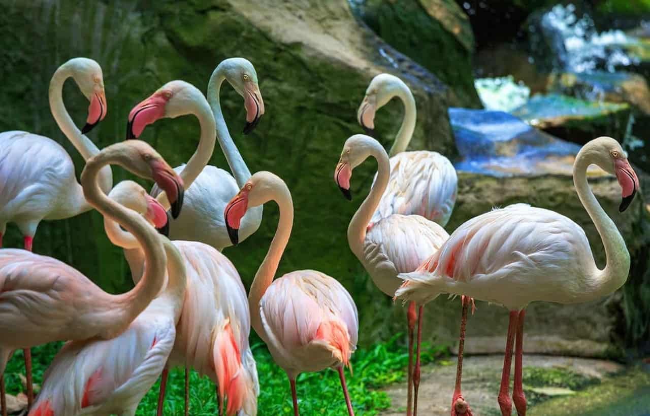 حديقة الطيور في كوالالمبور