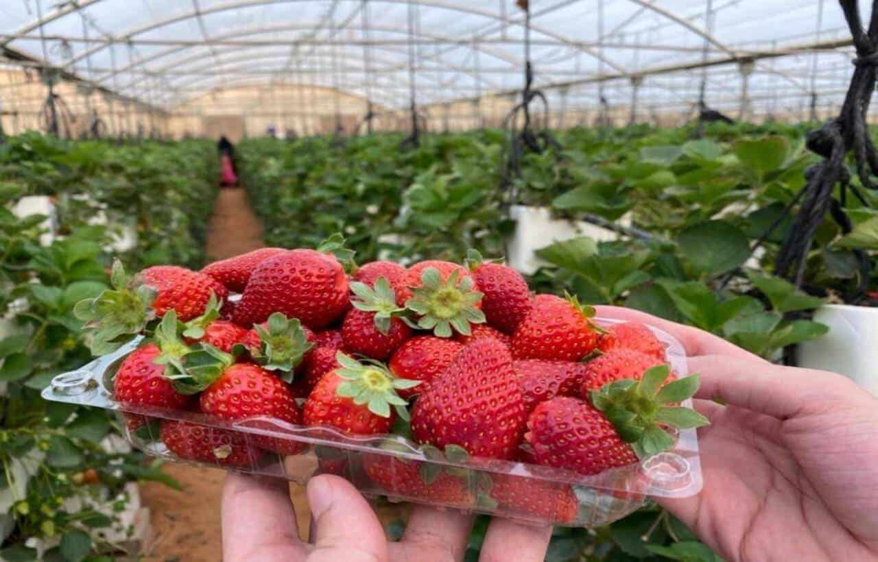 حديقة الفراولة