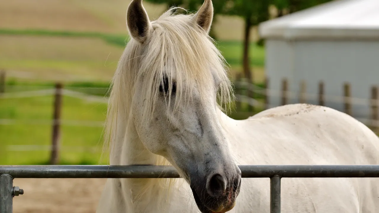 حظيرة الخيل - حديقة ام الامارات