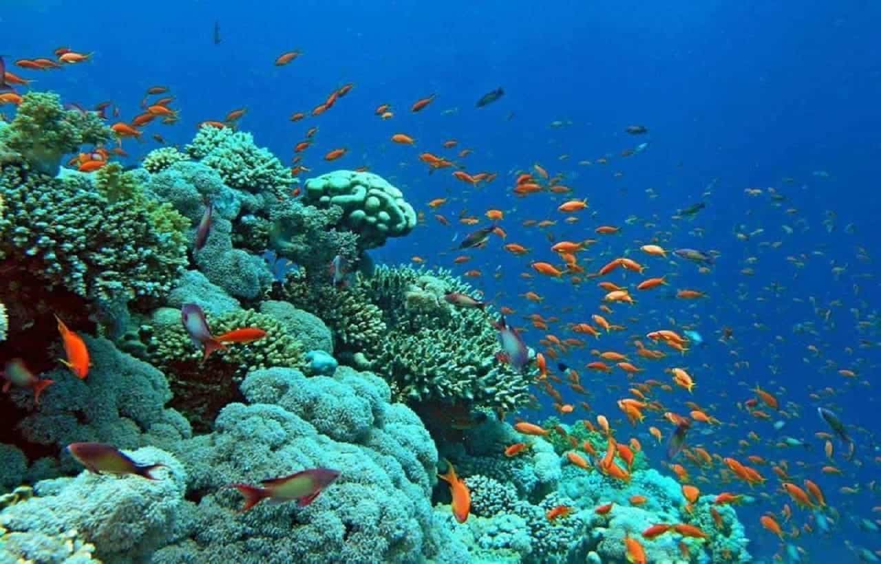 مغامرة شعاب مرجانية: صابوني وسيلفر بوينت وجدار إكسوما